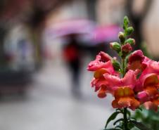 FLOR NA GEADA