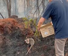 TÉCNICO DEVOLVENDO GAMBÁ A NATUREZA