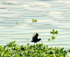 AVE PLANANDO SOBRE PANTANAL