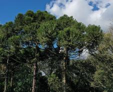 ARAUCÁRIAS
