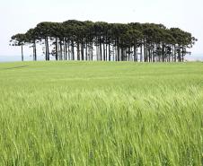 CAMPO COM ARACÁRIAS