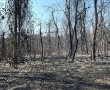 CENAS DE PÓS-INCÊNDIOS