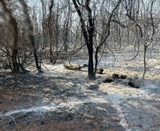 CENAS DE PÓS-INCÊNDIOS