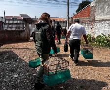 AGENTES COM AVES APREENDIDAS EM GAIOLASAGENTES COM AVES APREENDIDAS EM GAIOLAS
