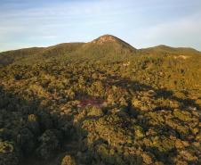 Foto de paisagem com floresta