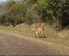 Foto de Lobo Guará no Parque Vila Velha