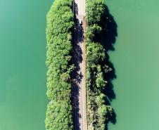 Foto de rodovia envolta por árvores