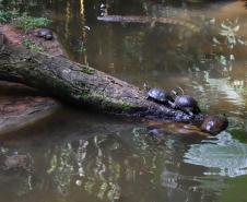 Foto de tartarugas em lago