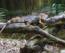 Foto de iguana em lago