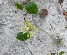 Foto de vegetação nas dunas de Matinhos