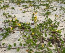 Foto de vegetação nas dunas de Matinhos