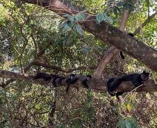 COMUNIDADED E MACACOS