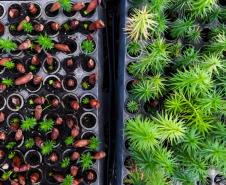 cenas do evento e de espécimes da flora