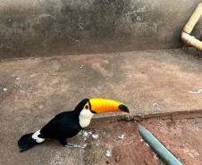 ANIMAL APREENDIDO