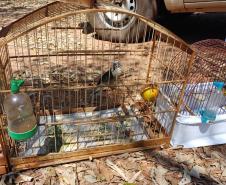 ANIMAL EM CATIVEIRO