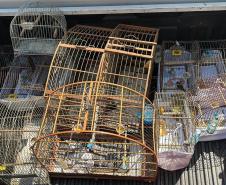 ANIMAL EM CATIVEIRO