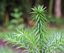 cenas do evento e de espécimes da flora