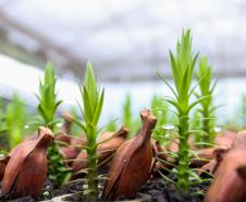 cenas do evento e de espécimes da flora