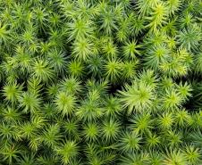 cenas do evento e de espécimes da flora