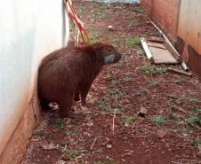 CAPIVARA DEVOLVIDA À NATUREZA