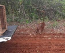 CAPIVARA DEVOLVIDA À NATUREZA