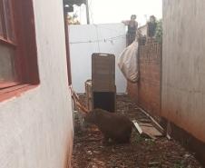 CAPIVARA DEVOLVIDA À NATUREZA