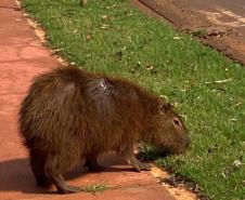 Instituto Água e Terra devolve capivara e gato-mourisco à natureza
