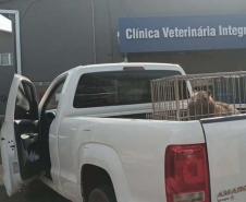 Instituto Água e Terra devolve capivara e gato-mourisco à natureza