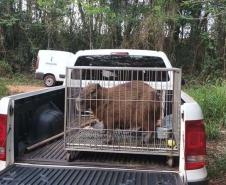 Instituto Água e Terra devolve capivara e gato-mourisco à natureza