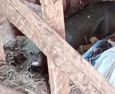 Instituto Água e Terra devolve capivara e gato-mourisco à natureza