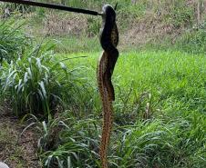 Foto de sucuri sendo devolvida á natureza