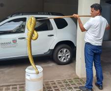 Foto de técnico colocando sucuri em balde para transporte
