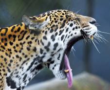Com programas de preservação da biodiversidade, Governo do Paraná será protagonista na COP16, em Cali, na Colômbia