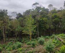 Foto de árvore ao redor de área desmatada