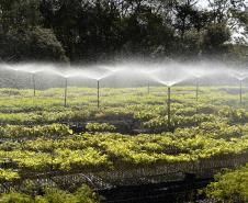 CAMPO E FRUTOS E VIVEIROS