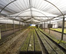 CAMPO E FRUTOS E VIVEIROS