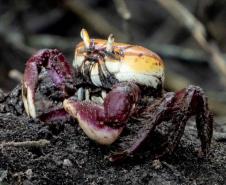 Foto de caranguejo em praia