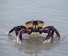 Foto de caranguejo em praia