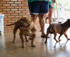 Foto de cachorros no Castrapet