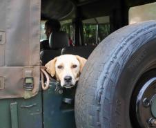 Foto de cachorro na parte de trás de carro