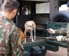 Foto de cachorro no Castrapet
