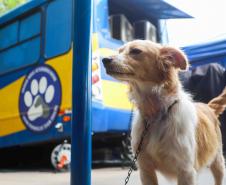 Foto de cachorros no Castrapet