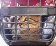 Foto de gato em jaula de transporte