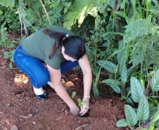 Ações ambientais para comemorar o Dia do Rio preveem a restauração de quatro hectares de mata ciliar em diferentes pontos do Paraná.
