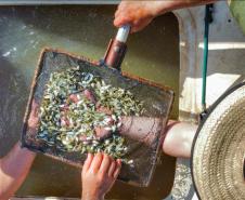 Nova fase do Rio Vivo começa com a soltura de 100 mil peixes no Rio Ivaí, no Noroeste