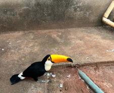 Foto de tucano resgatado