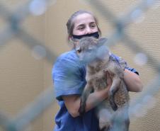 Foto de veterinária cuidando de lobo