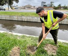 Matinhos: IAT finaliza reflorestamento do Canal da Avenida Paraná com 576 manacás-da-serra
