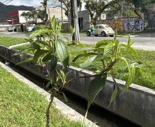 Matinhos: IAT finaliza reflorestamento do Canal da Avenida Paraná com 576 manacás-da-serra