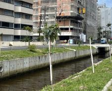 Matinhos: IAT finaliza reflorestamento do Canal da Avenida Paraná com 576 manacás-da-serra